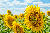 sunflower.jpg