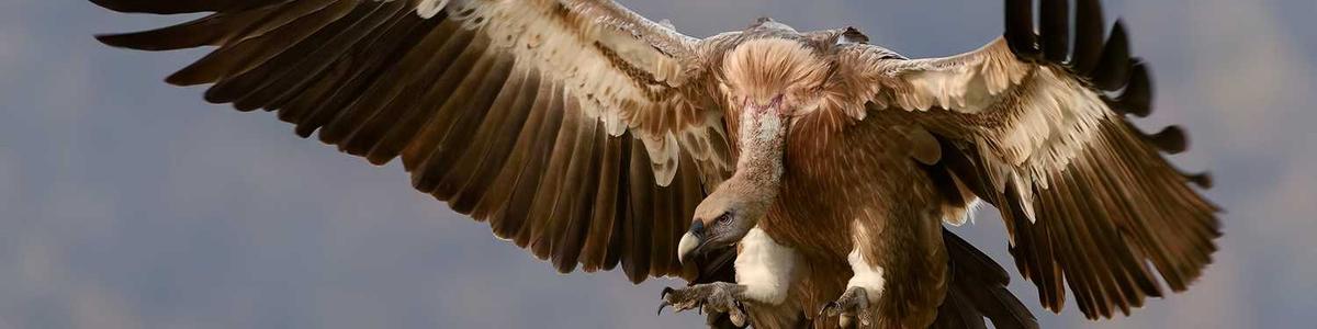 Comunicação na Programação é muito importante & útil